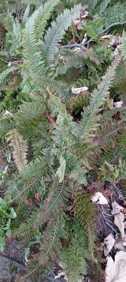 Borstiger Schildfarn in einem feuchten, schattigen Garteneck mit Moos und Laubstreu