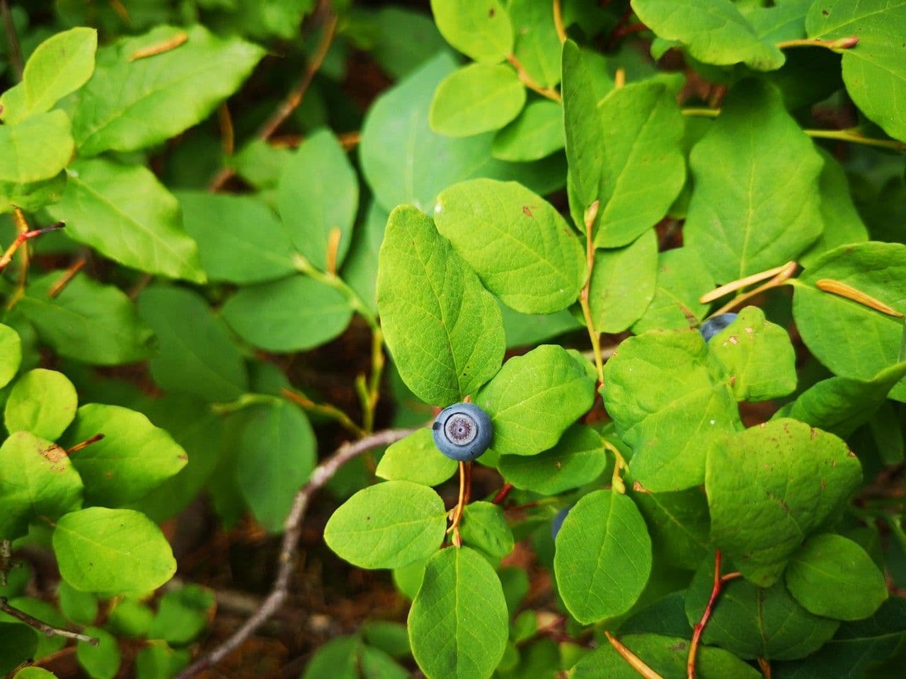 Vaccinium ovalifolium zeigt reife blaue Beeren und charakteristische ovalförmige Blätter auf aufrechten Stengeln