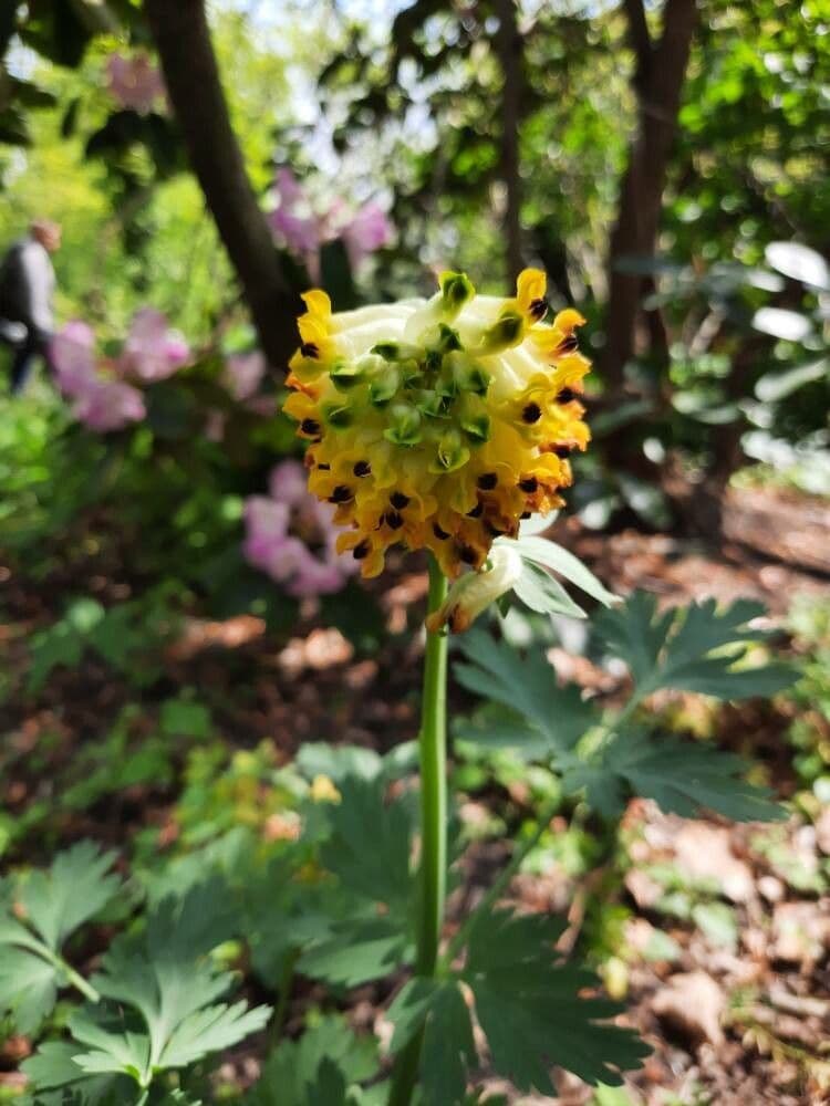Gele bloemen van Corydalis nobilis in het voorjaar