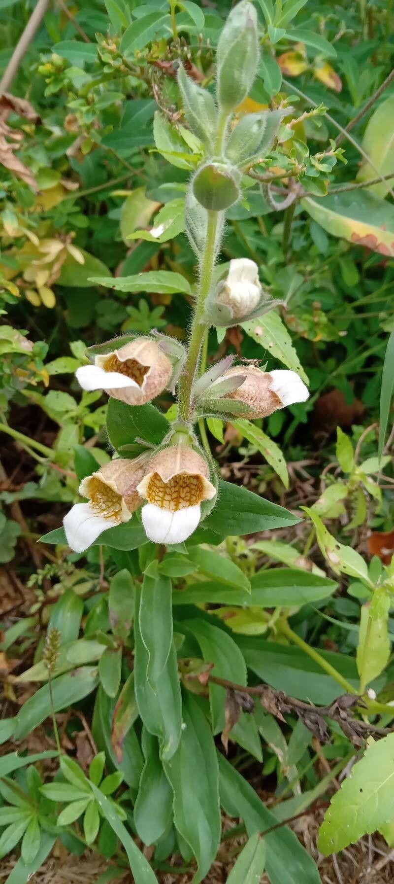 Wolliger Fingerhut mit weichem, silbrigen Laub und hängenden Blütentrauben in einem naturnahen Garten
