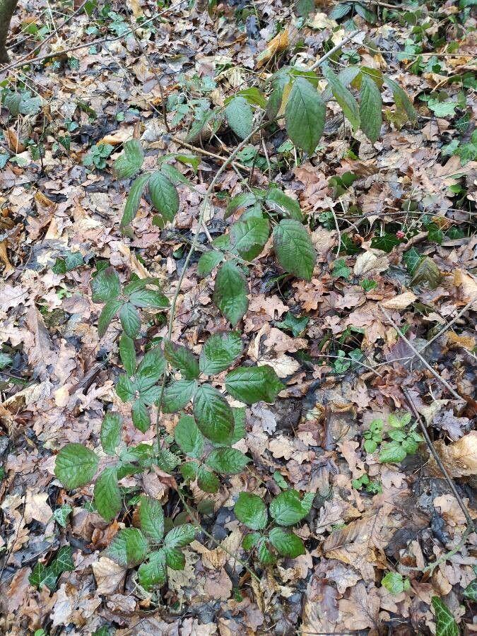 Largeleaf blackberry with broad, hairy leaves and developing fruit in a woodland edge setting