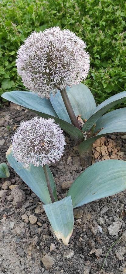 Round, blue-green leaves of Allium karataviense with purple flower buds in full sun