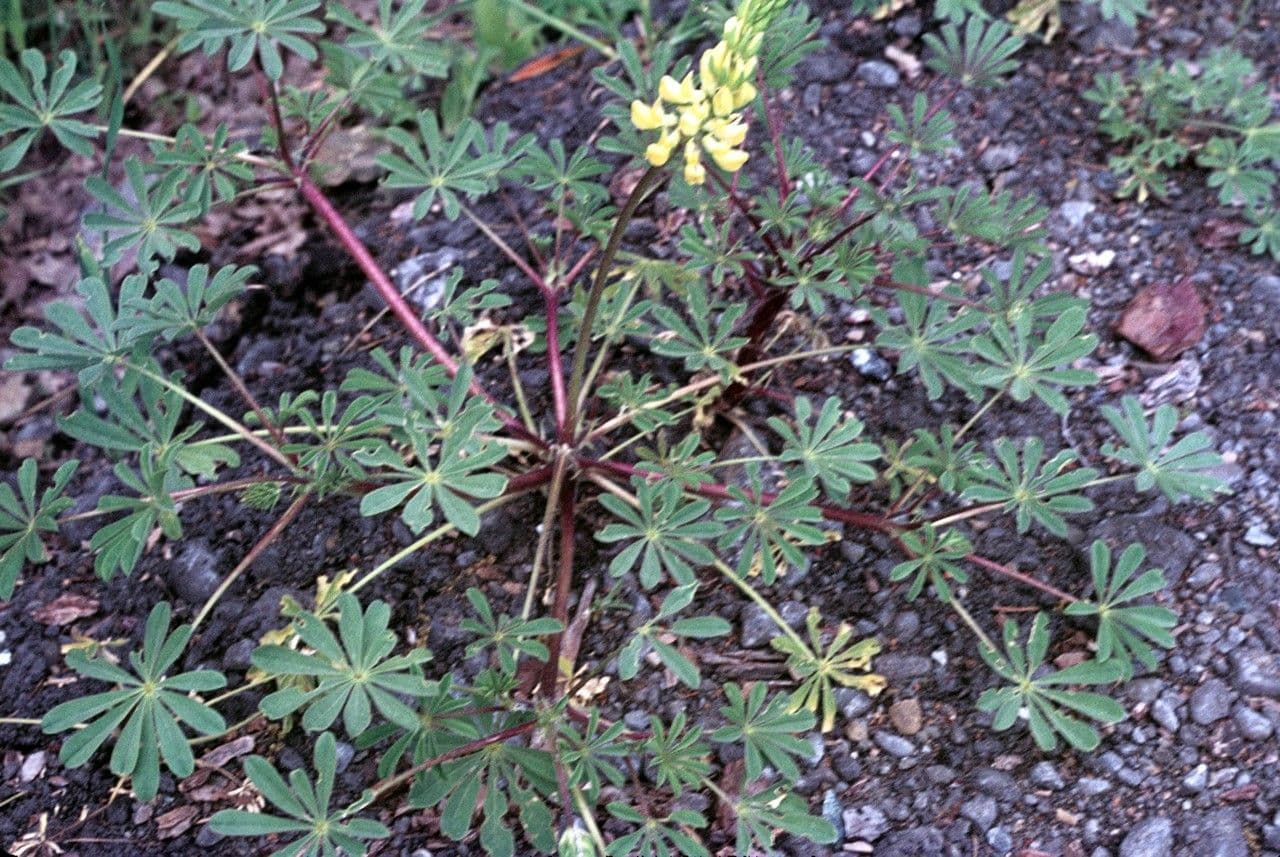 Fleurs de lupin jaune en pleine floraison