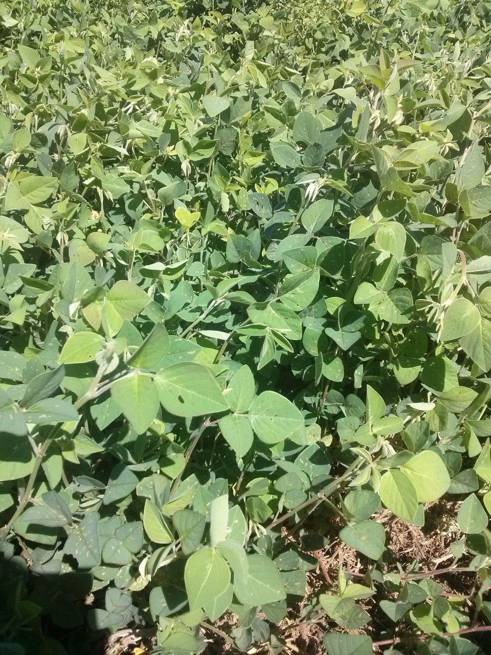 Green-leaf desmodium plant with characteristic foliage