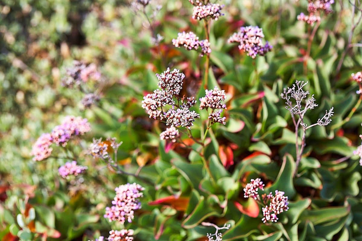 Common sea-lavender flowers