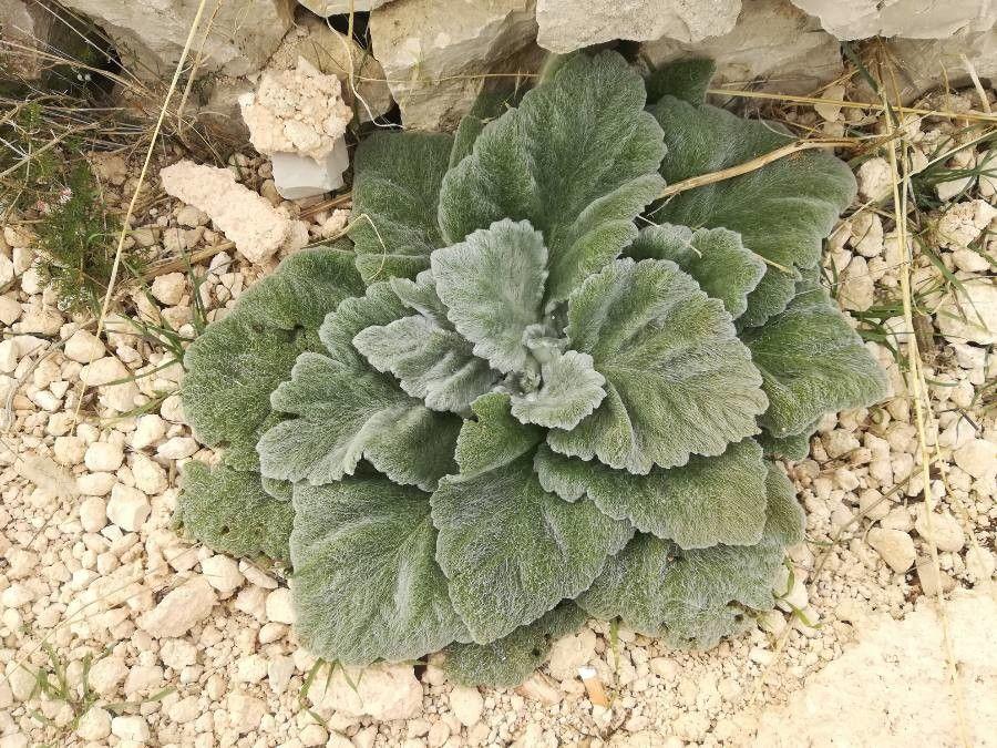 Silbrige Blätter von Silber-Salbei in einer trockenen Beetkante