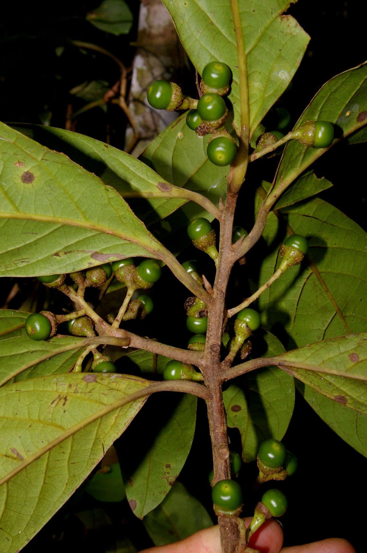 Ocotea leucoxylon arbre tropical aux feuilles persistantes luisantes