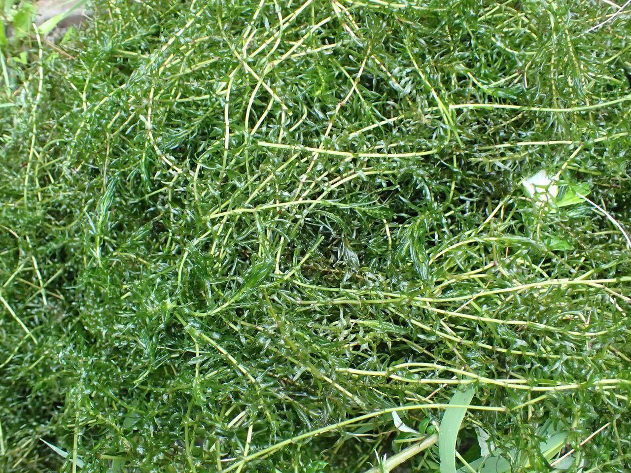 Nuttall-Wasserpest in klarem Wasser, mit dunkelgrünen, schmalen Blättern in dichten Spiralen entlang des Stängels