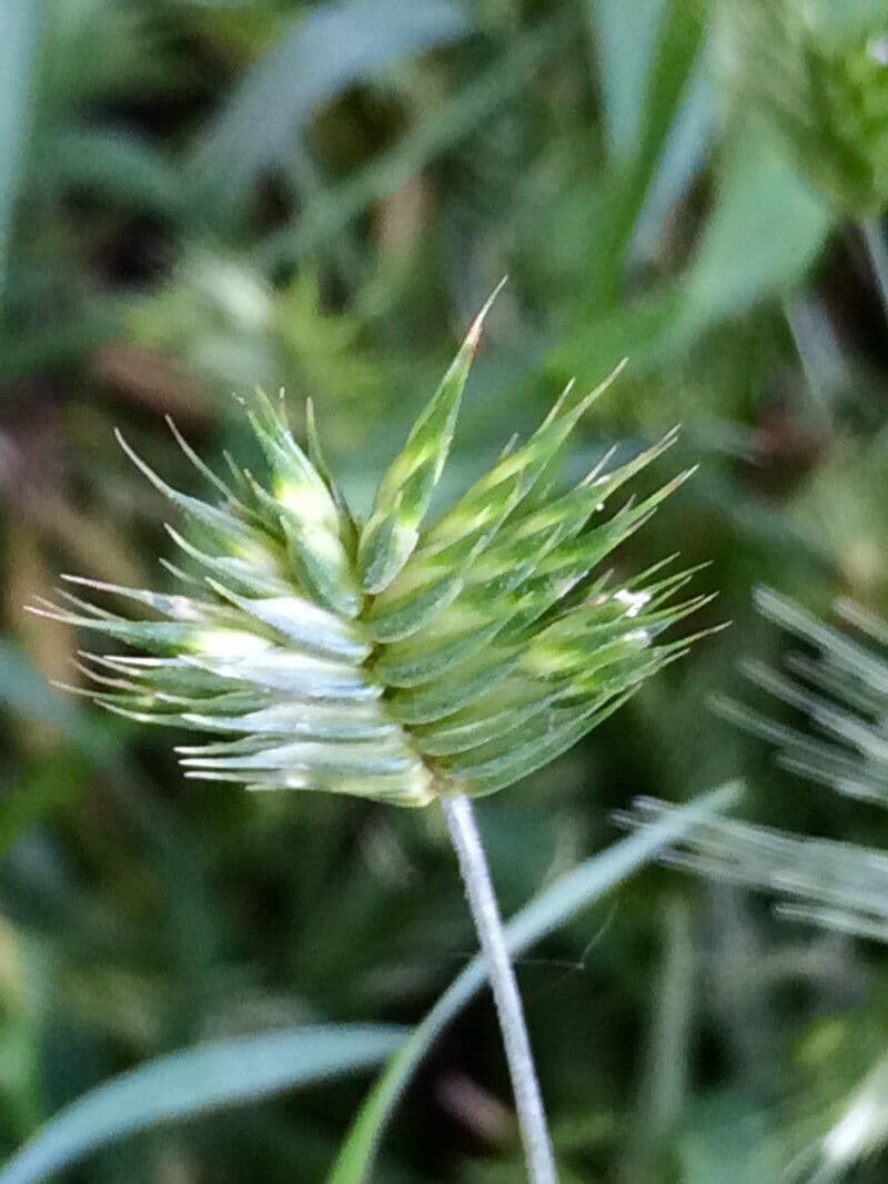 Annual Wheatgrass with fine seed heads