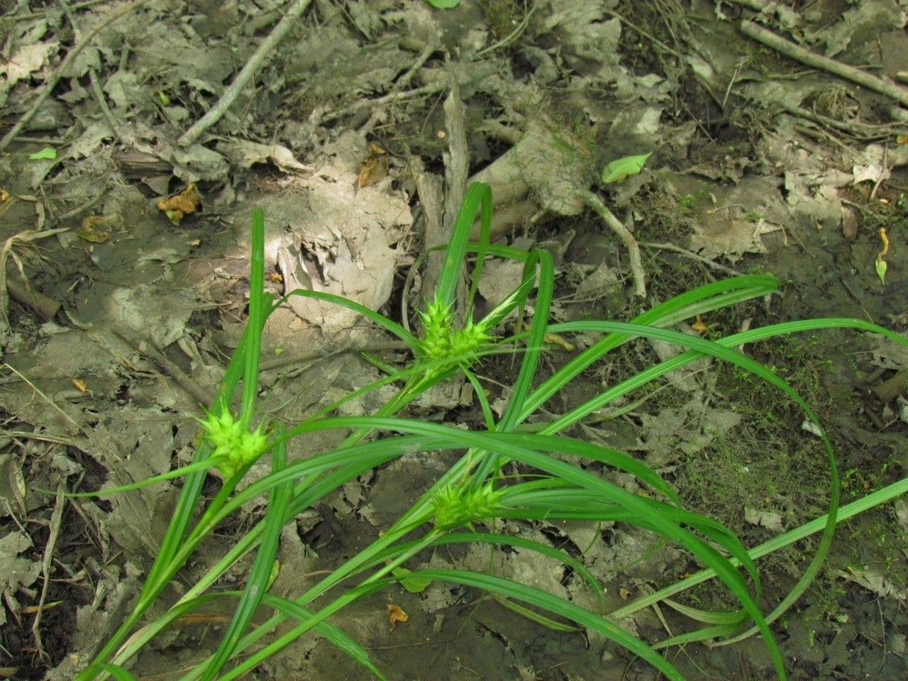 Carex lupulina hop sedge with distinctive hop-like seed heads