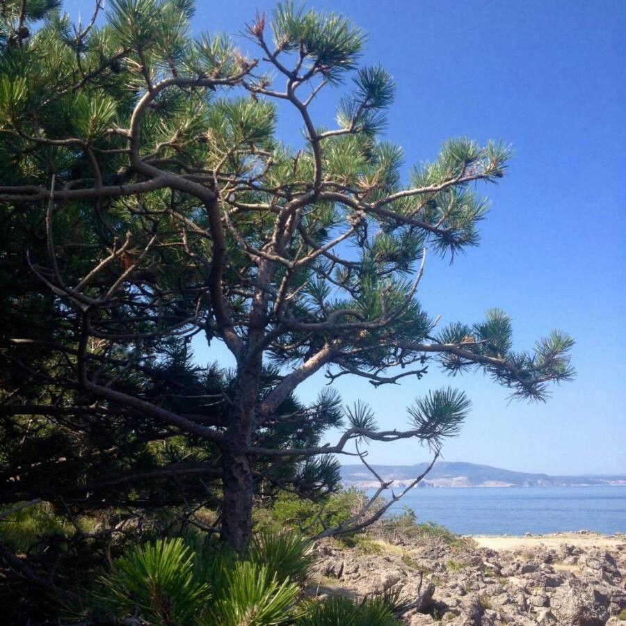 Pechkiefer (Pinus rigida) in einer offenen Waldlichtung mit rissiger Rinde und dichter Krone.