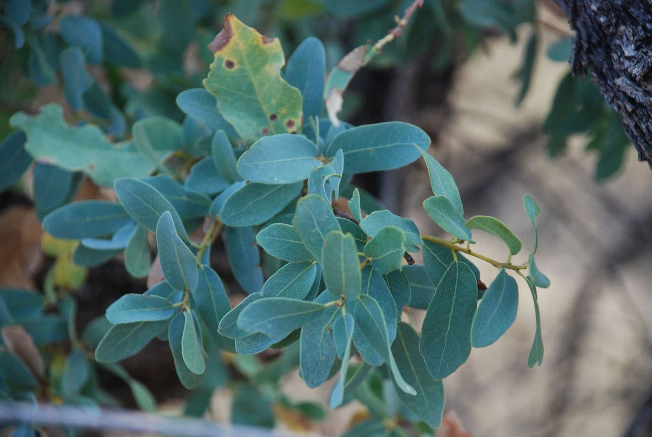 Mexican blue oak zeigt charakteristische blaue Blätter in Wüstenumgebung