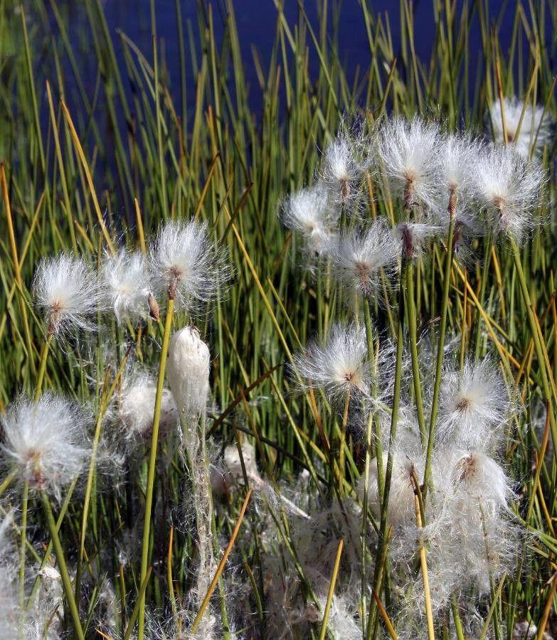 Scheuchzers Wollgras (Eriophorum scheuchzeri) mit weißen Büscheln in einem feuchten, schattigen Beet