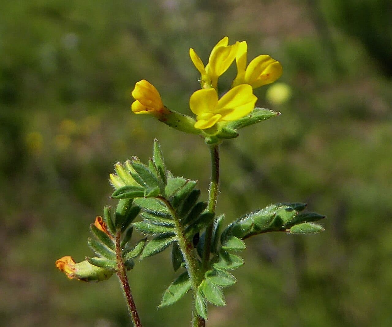 Kleine gele bloemen en gevinde bladeren van gele bogelvoot