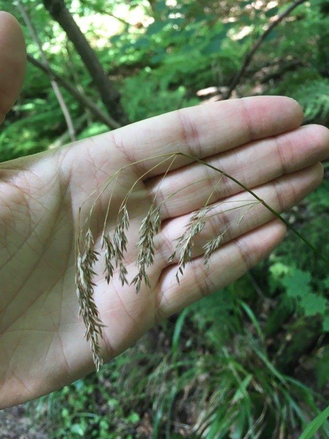 Festuca altissima im Waldsaum, mit filigranem Laub und luftigen Blütenstängeln im Lichtfilter