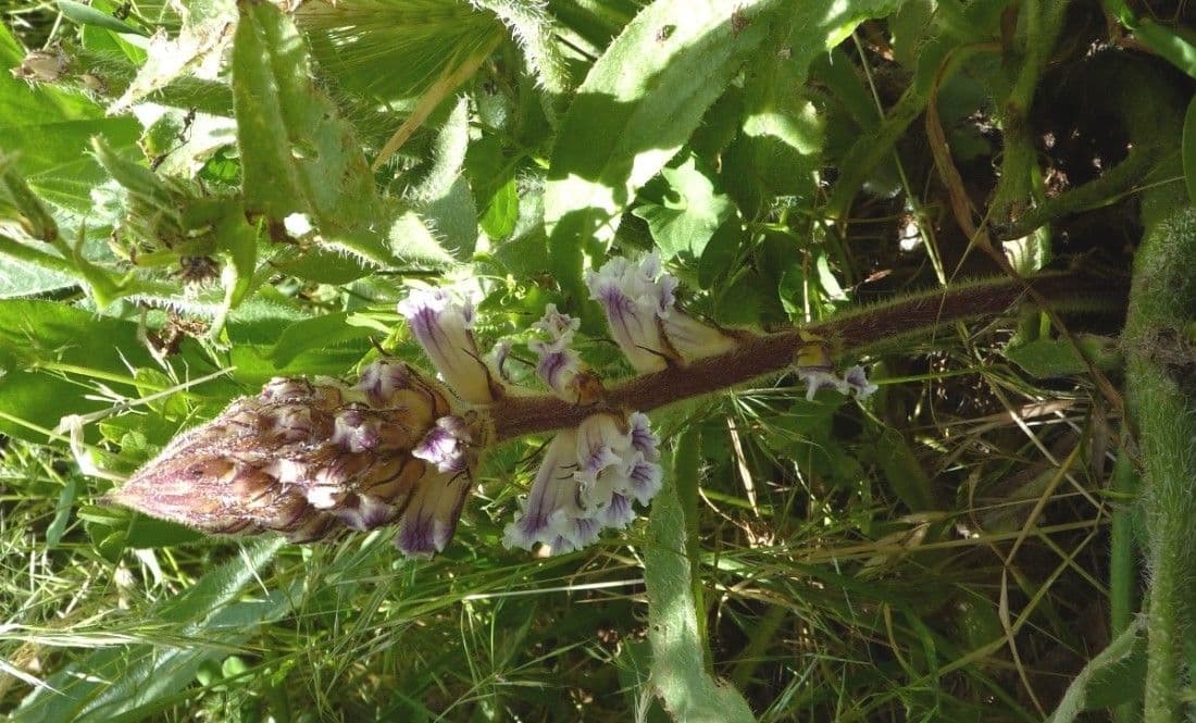 Weiße Blüten von Orobanche crenata parasitär auf Host blühend