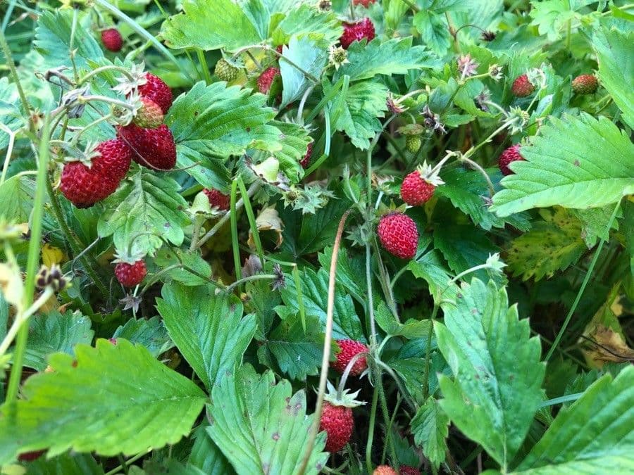 Alpine strawberry plant with small red fruit