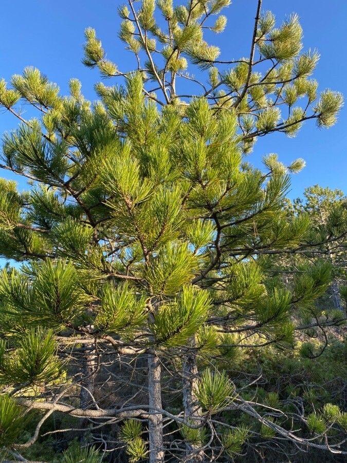 Strandkiefer (Pinus pinaster) in voller Größe auf einer sandigen, sonnigen Küstenböschung