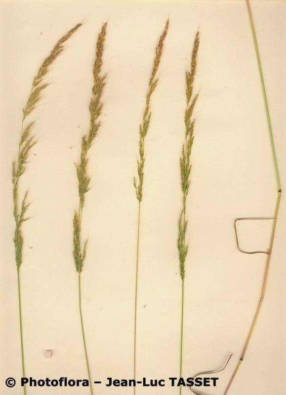 Unterbrochener Windhalm in voller Blüte, grüne, unterbrochene Rispen schweben im Sommerwind unter blauem Himmel