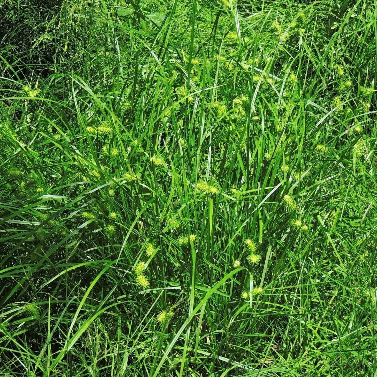 Carex lurida sedge en environnement humide