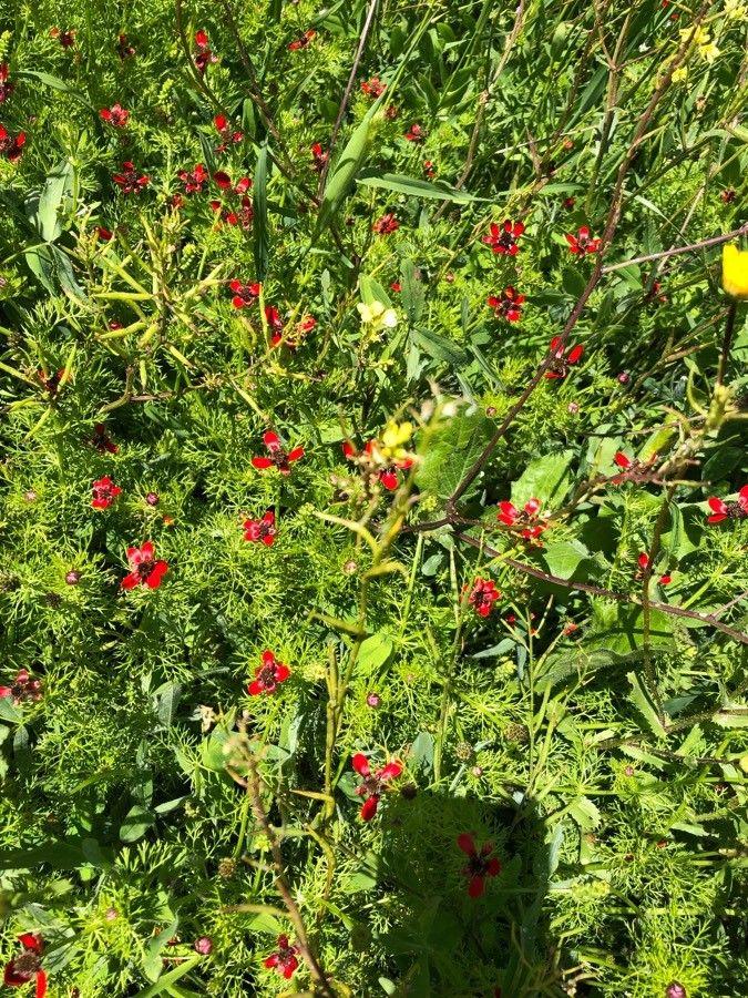 Herbst-Adonisröschen in voller Blüte auf einem trockenen, sonnigen Beet