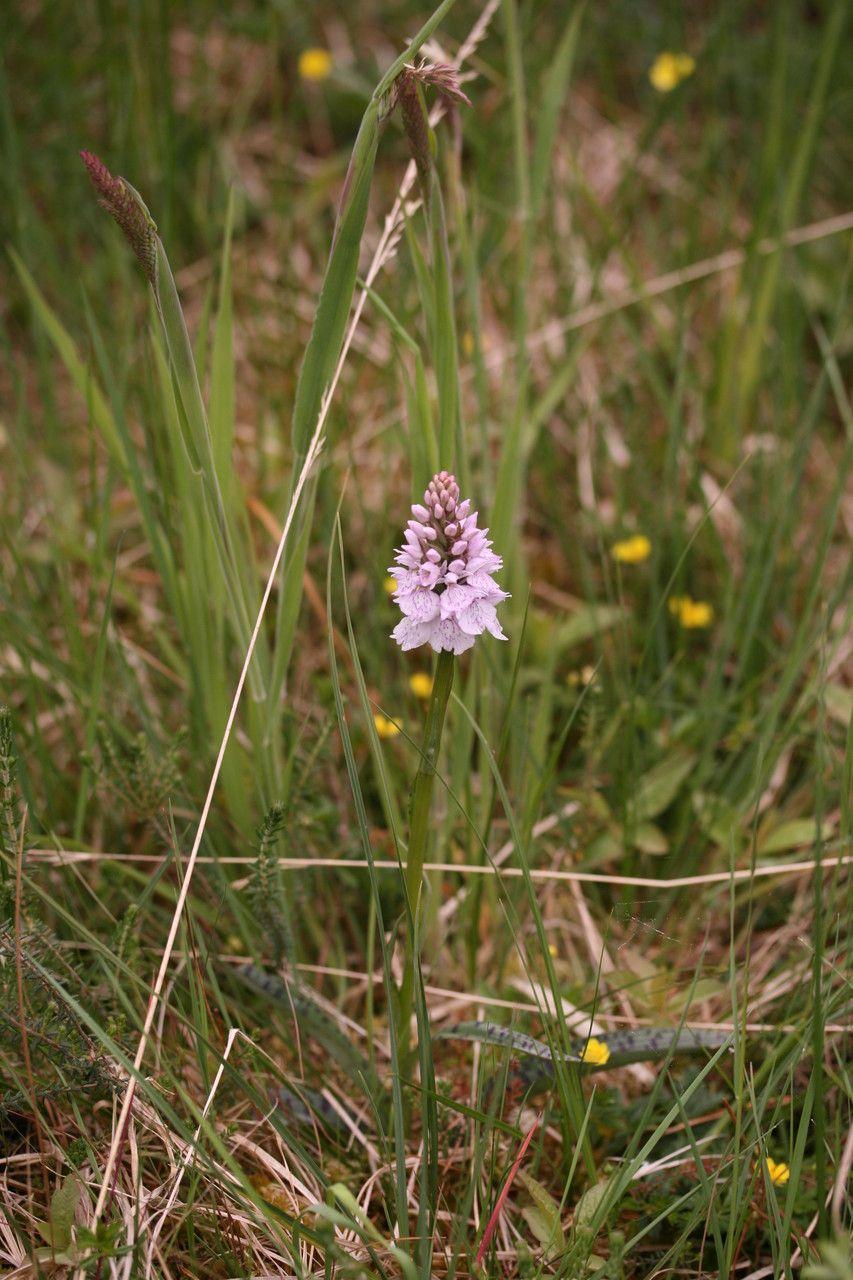 Geflecktes Knabenkraut in Blüte auf einer feuchten Wiese mit Halbschatten