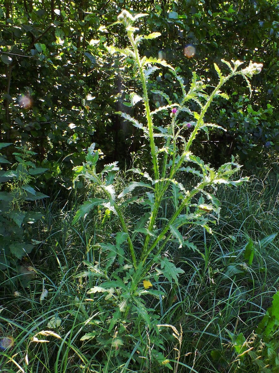 Tete de chardon pourpre de Carduus crispus avec feuilles ondulees