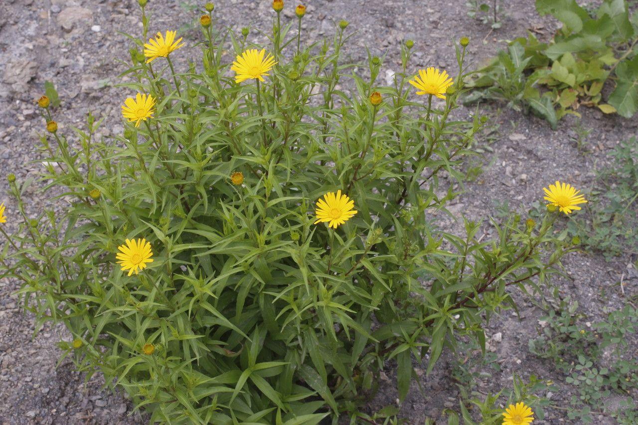 Fleurs jaunes du Buphtalme en pleine floraison dans une bordure ensoleillée