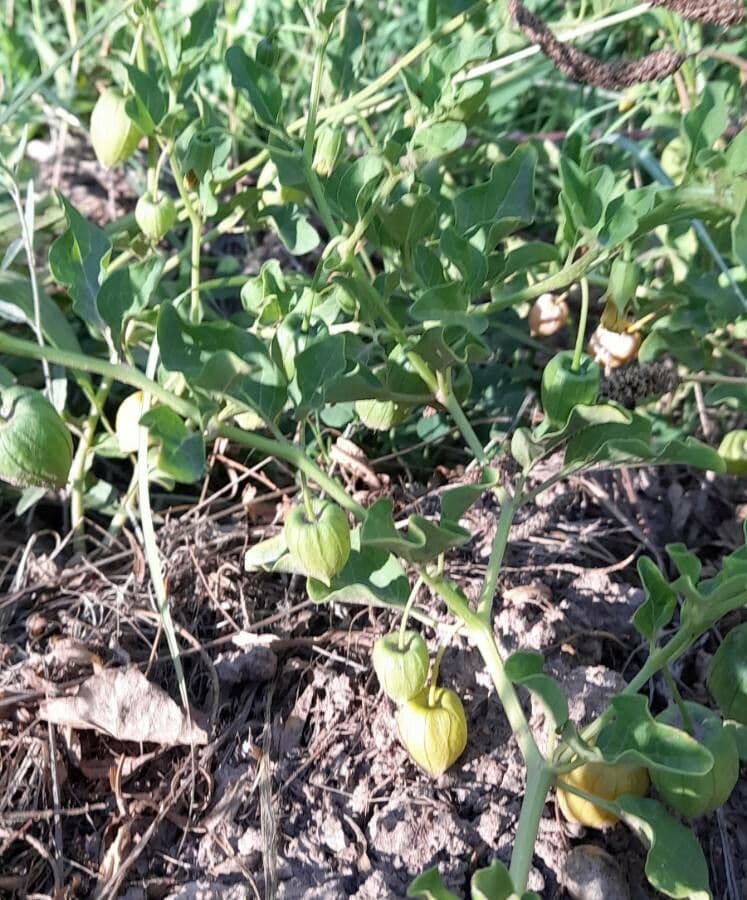 Physalis viscosa Pflanze mit gelber Bluete und Papierhuelle im natuerlichen Lebensraum