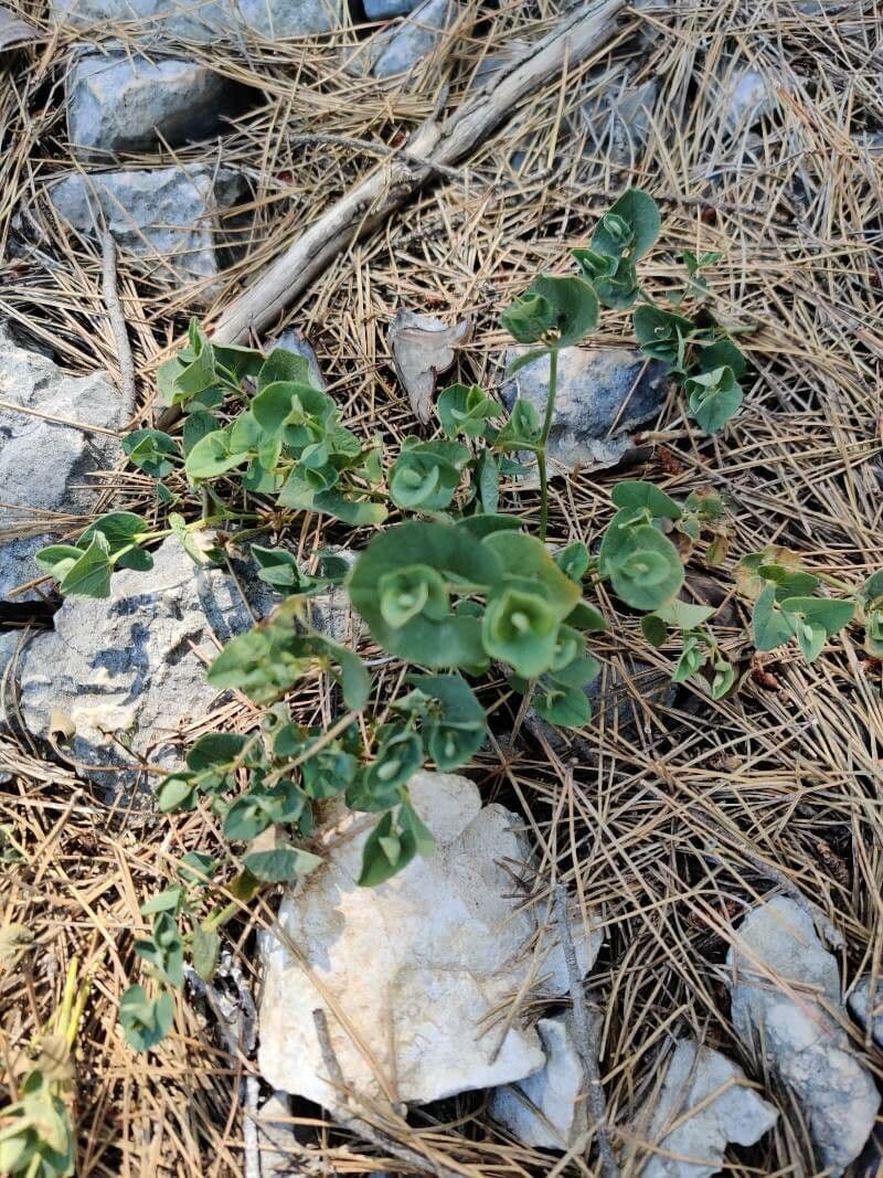 Aristolochia pistolochia mit charakteristischen braunen roehrenfoermigen Blueten und kleinen Blaettern