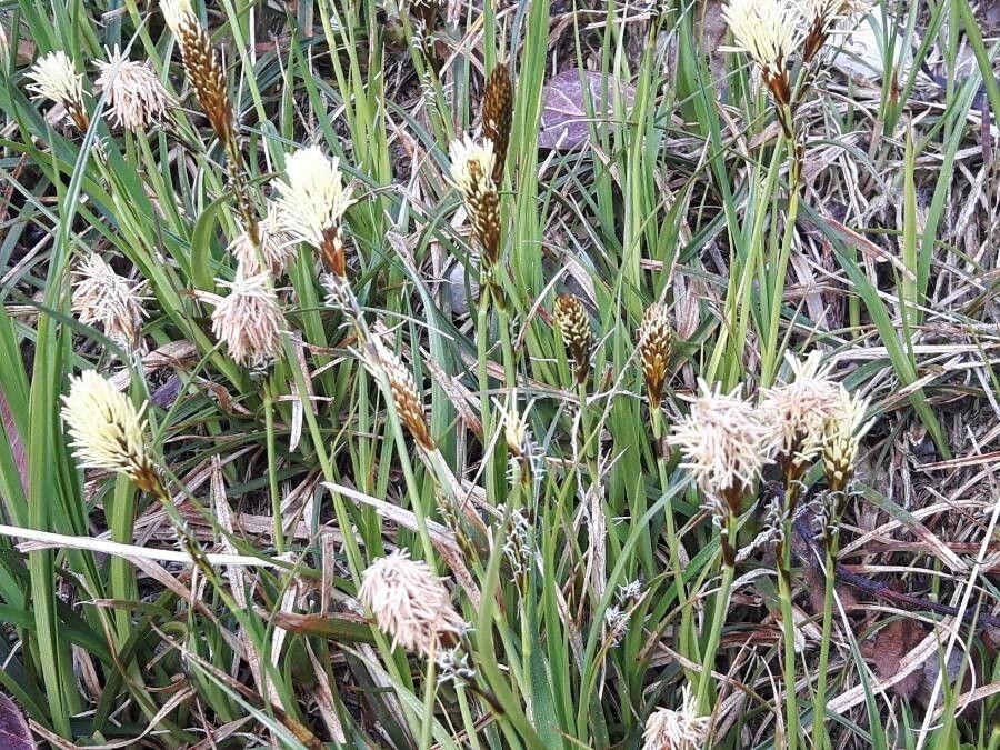 Geteilte Segge (Carex divisa) im natürlichen Habitat mit feinen, dunkelgrünen Blättern in einer feuchten, halbschattigen Gartenecke
