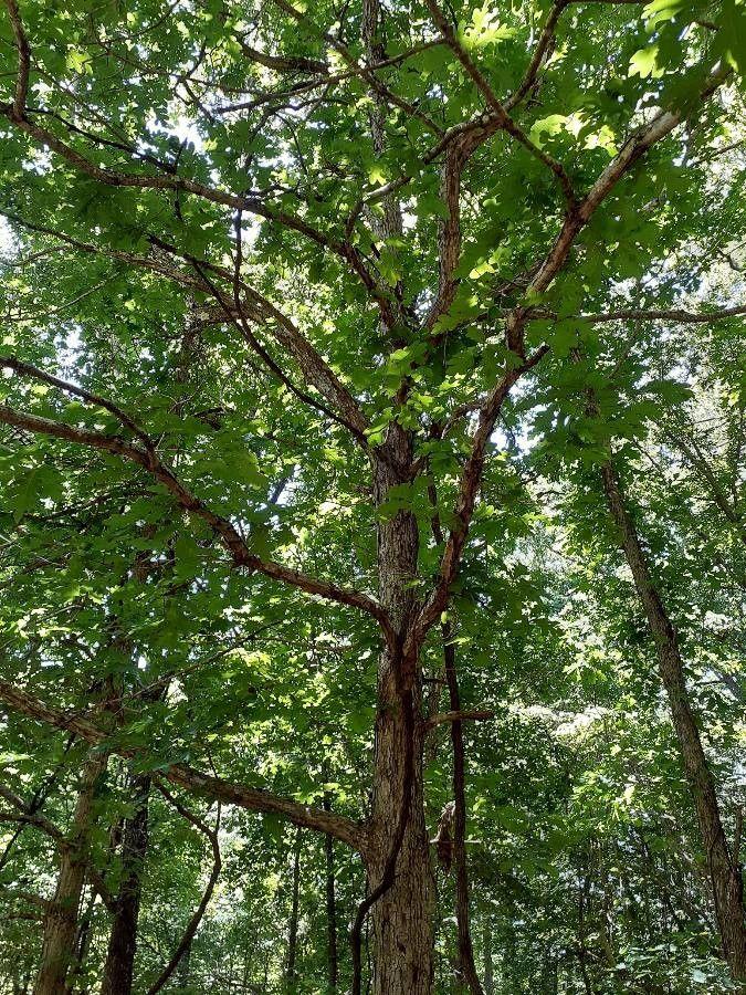 Majestätische Amerikanische Weiß-Eiche mit breiter Krone und dichtem Laubwerk im Sommer