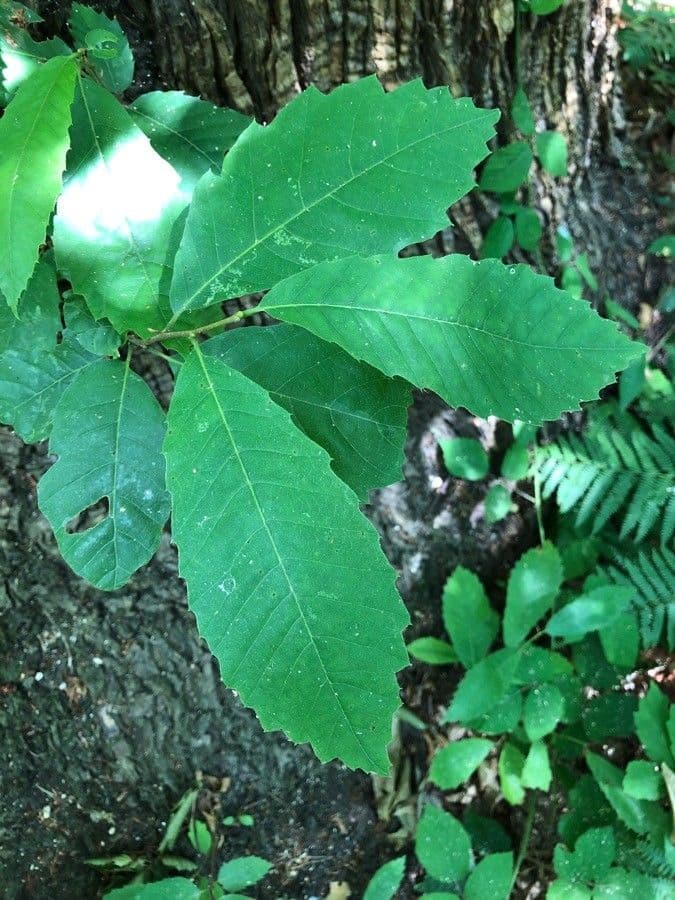 Castanea dentata leaves and spiny chestnut fruits