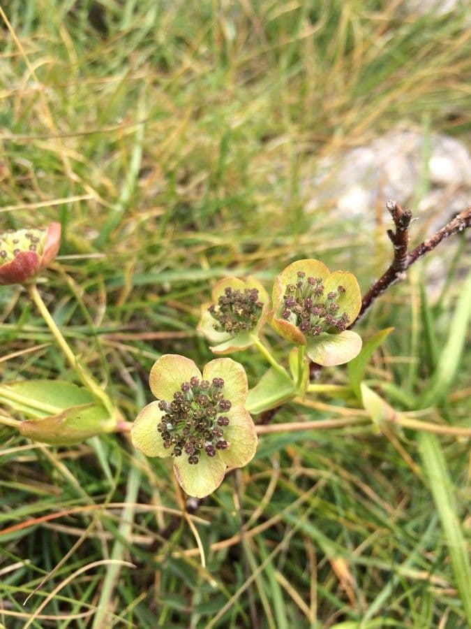Bupleurum angulosum in flower showing yellow umbel blooms and blue-green foliage
