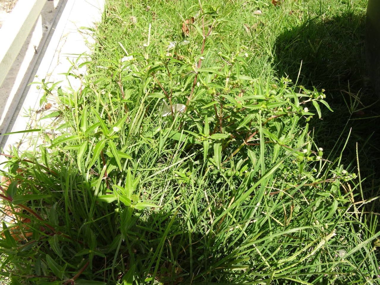 Eclipta prostrata weisse zwillingskoepfe in vollem Wachstum