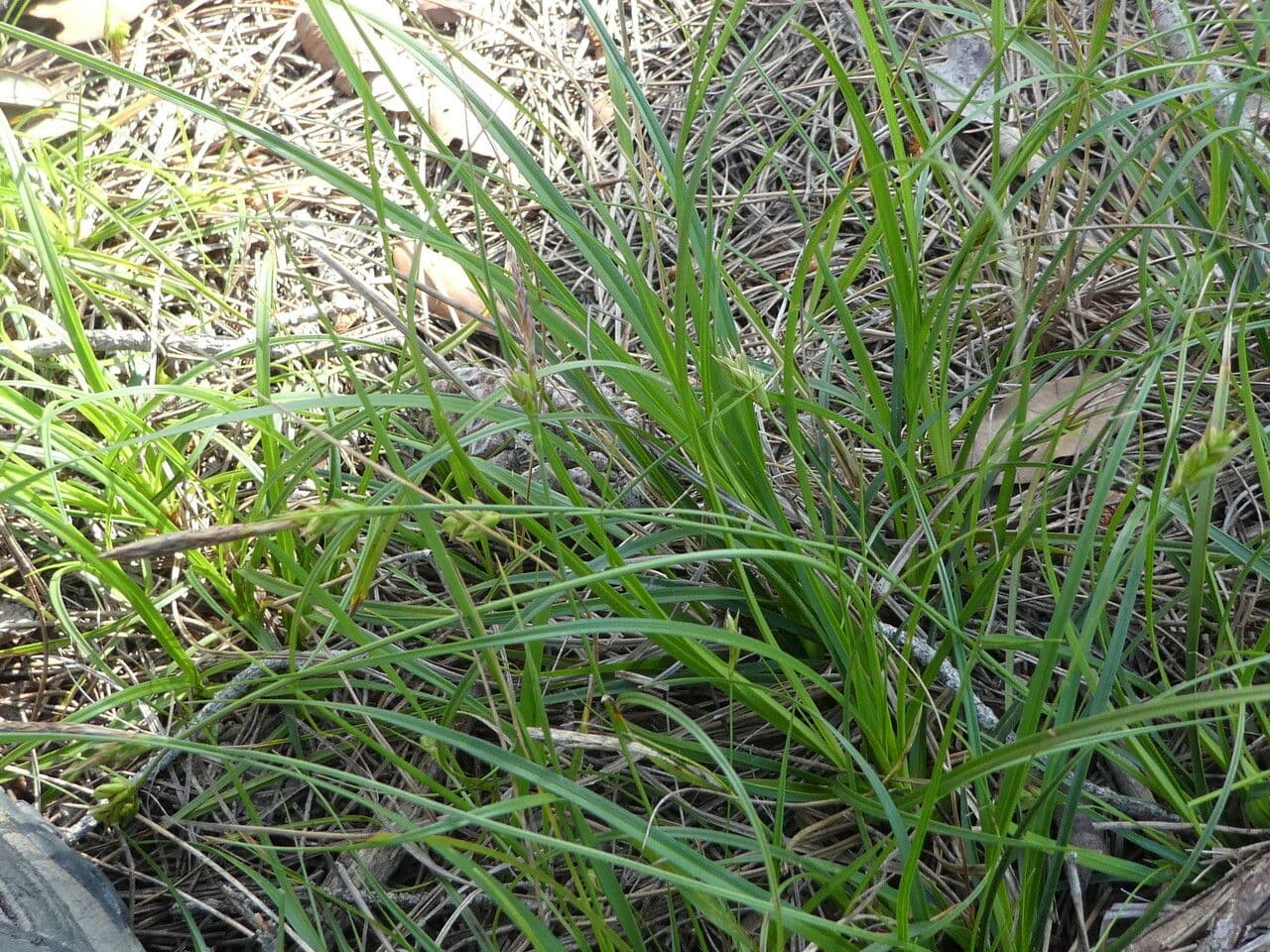 Carex distachya with fine blue-green foliage and distinctive two-spiked inflorescence