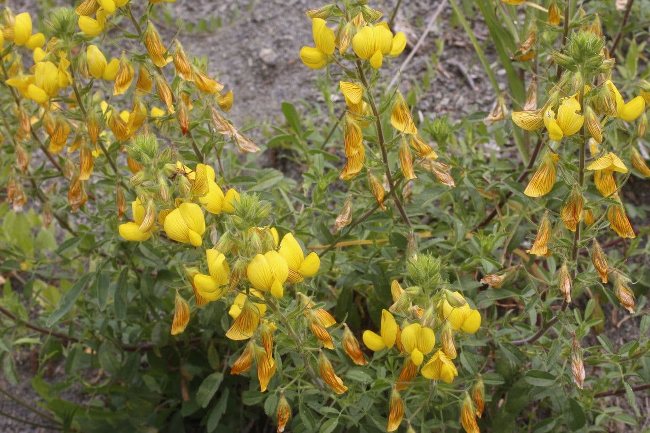 Yellow restharrow with bright yellow flowers in the sun