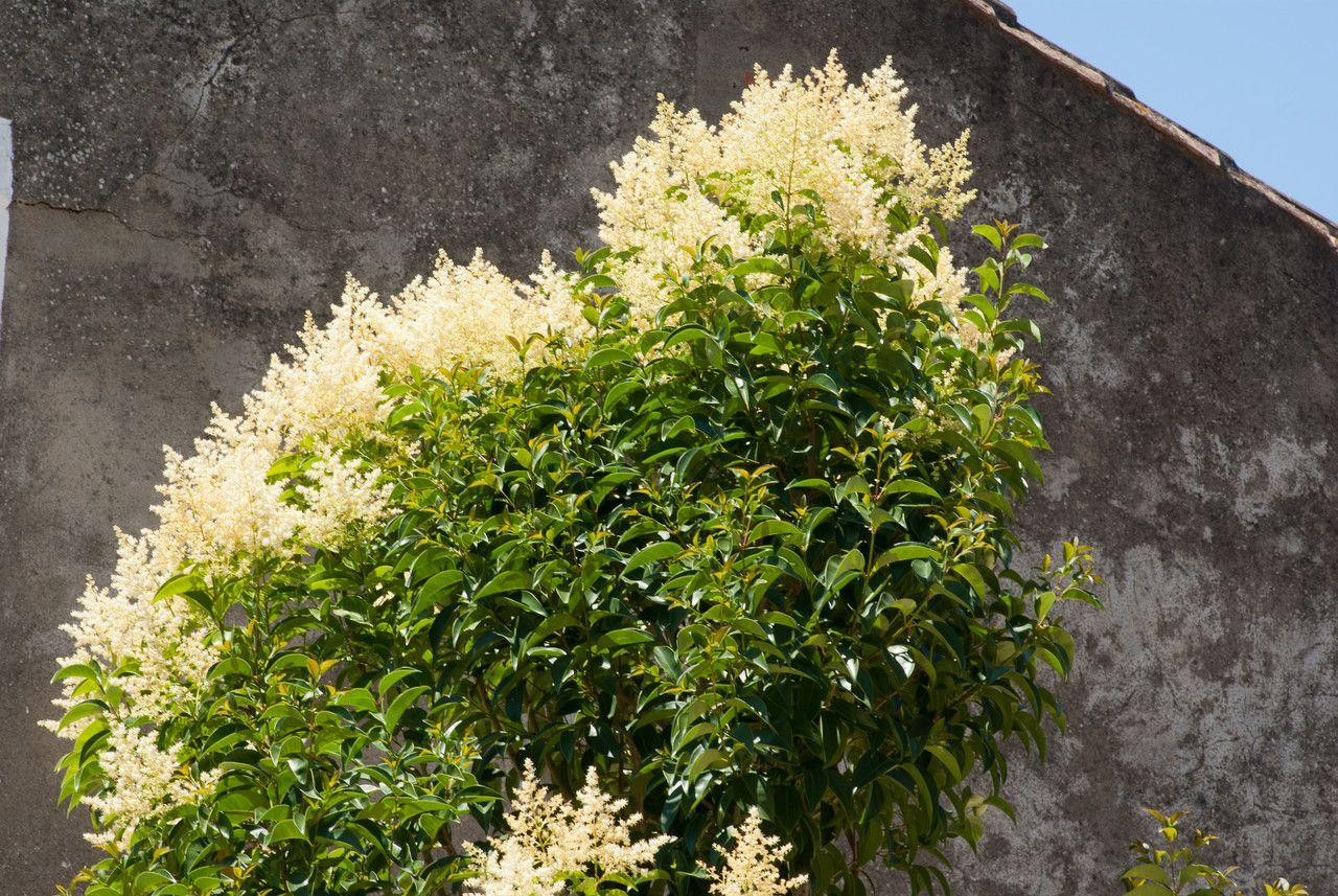 Dichte, glänzende Hecke aus Japanischem Liguster in voller Blüte
