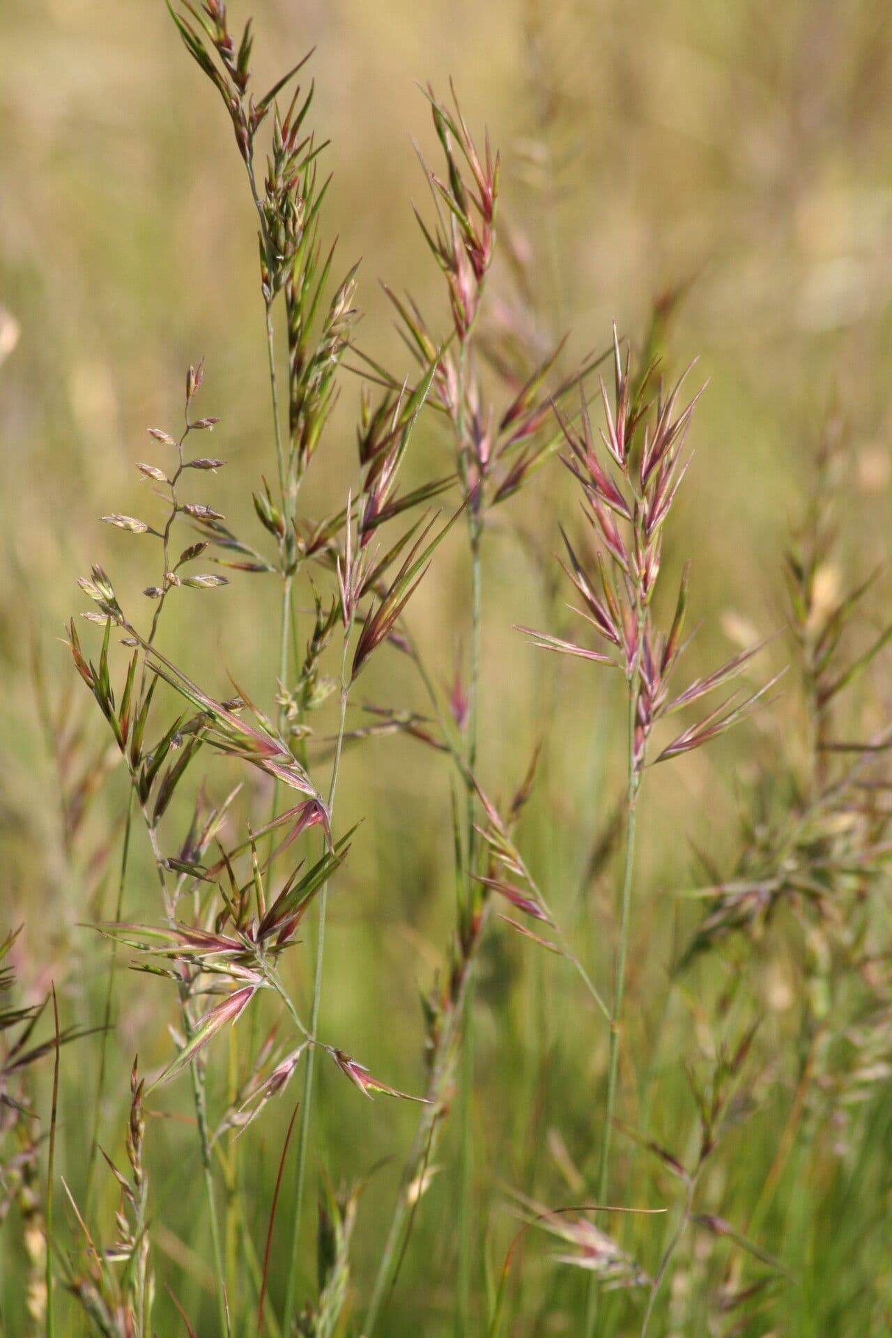 Viviparous fescue compact mounds in alpine garden setting