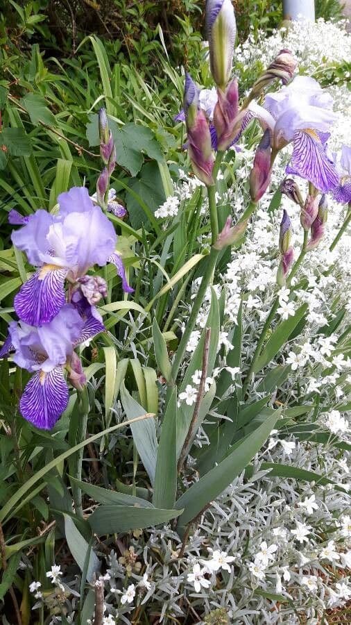 Prachtige violette Blute der Deutschen Schwertlilie (Iris x germanica) mit charakteristischem Bart auf den Hängeblattern