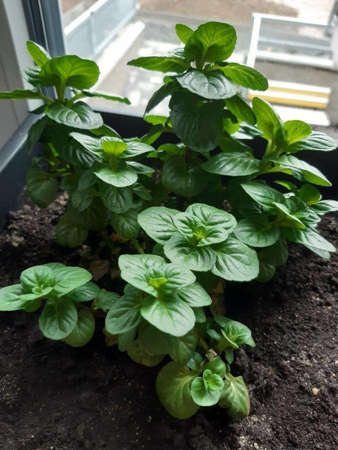 European corn mint in full bloom in a sunny garden border