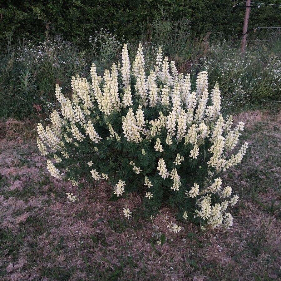 Lupinus arboreus in volle bloei op een zonnige helling met zilverblauwe bladeren en opvallende gele tot paarse bloemtrossen