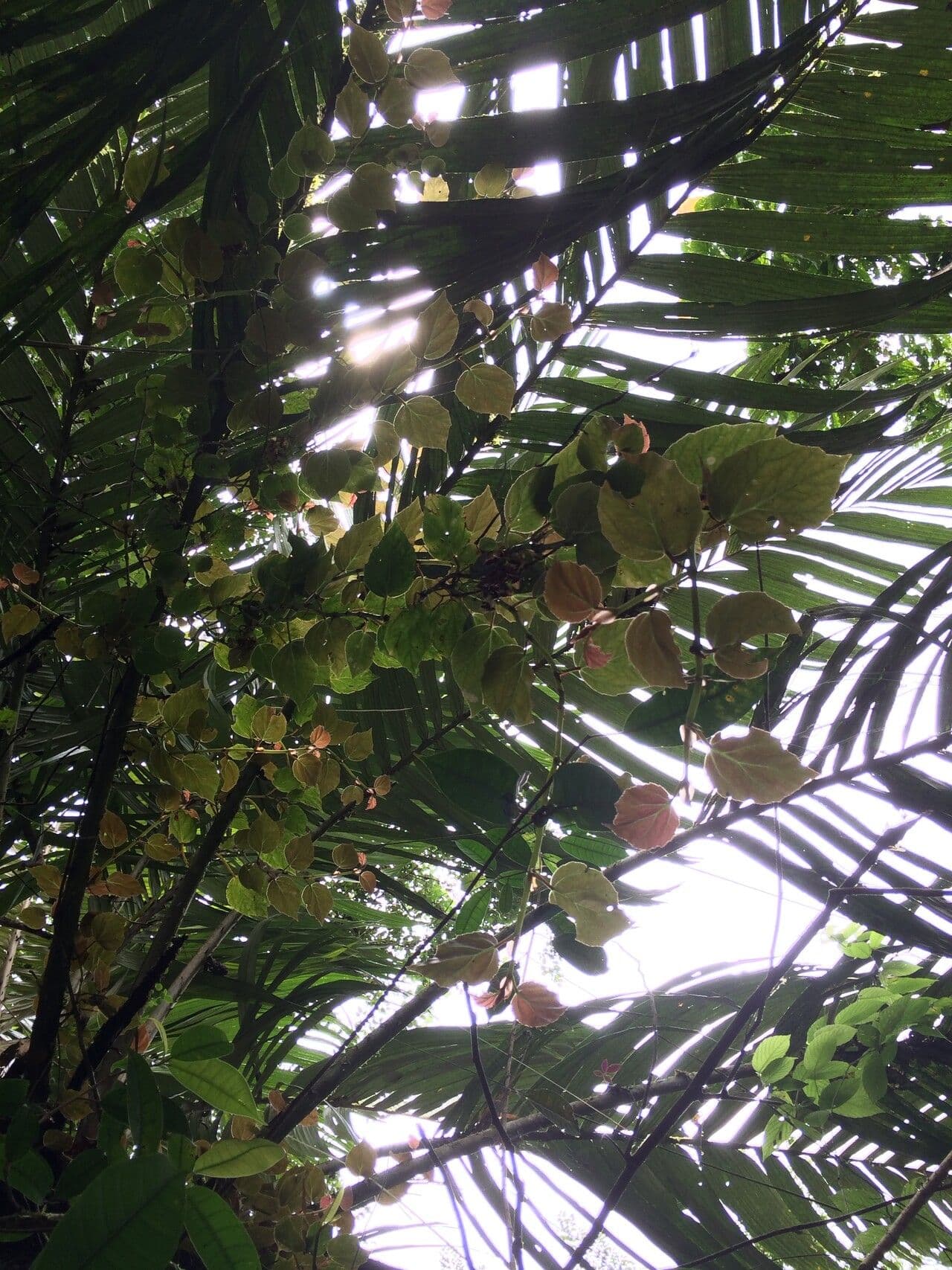 Climbing Begonia Begonia glabra with subtle white flowers and smooth leaves