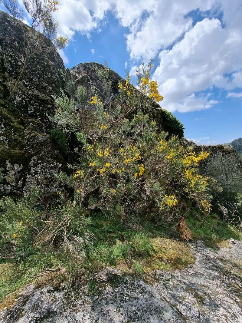 Genêt du Portugal avec fleurs jaunes et feuillage fin