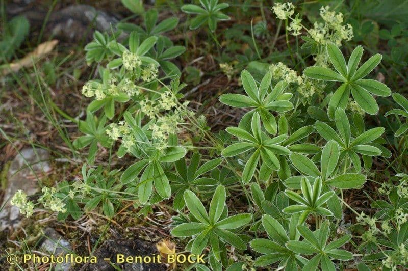 Alchemilla pallens alchémille pâlissante sur une pente rocheuse alpine