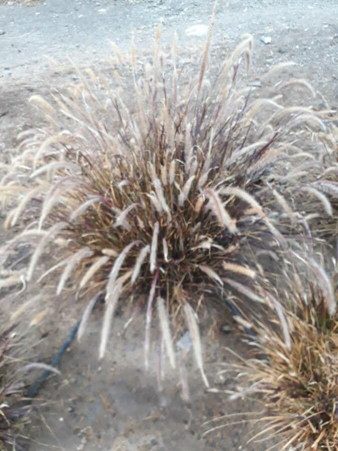 Elegant pink feathery plumes of Cortaderia jubata