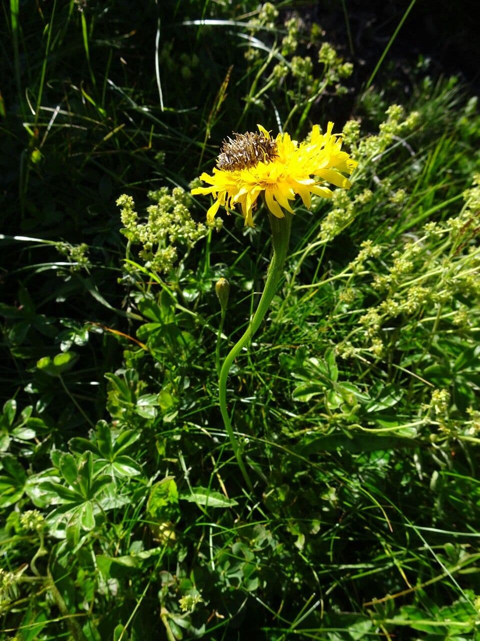 Crepide a grandes fleurs avec des fleurs jaunes et feuillage elegant