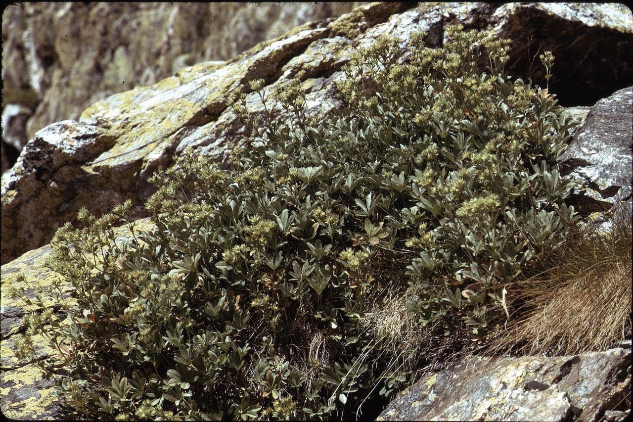 Potentilla valderia avec ses fines fleurs blanches et feuillage compose