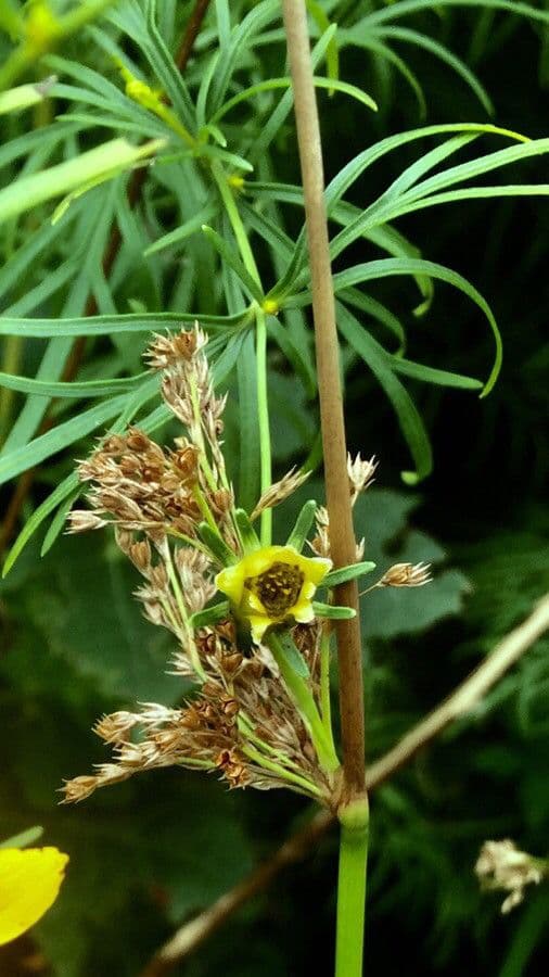Fleurs de Thalictrum simplex aux tiges fines et etamines jaunes