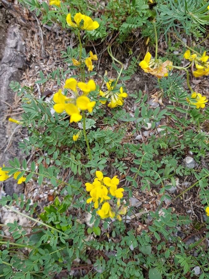 Small scorpion-vetch with yellow pompom flowers and green foliage
